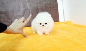 Pomeranian Puppies