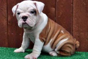 X mas White Bulldog Puppies For Sale.