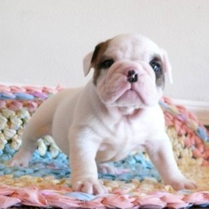 Adorable English bulldogs puppies to give them out for adoption