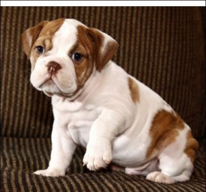 Hunky Chunky Smacky English bulldog puppies