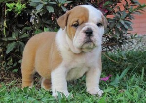 akc Adorable English Bulldog puppies for xmas