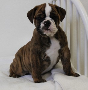 charming English bulldog puppies 4 X MAS XMAS