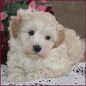 -Playful maltipoo puppies For New Homes