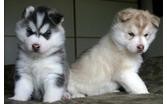 Home Trained Males And Females Siberian Husky Puppies