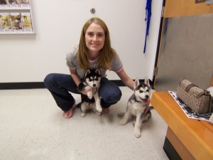 Adorable Litlle Blue Eyes Husky Puppies