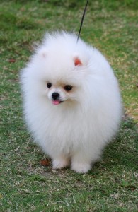 Super SWEET AKC POMERANIAN PUPPIES