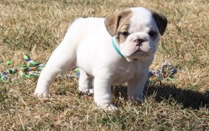 Affectionate english bulldog puppies for free adoption