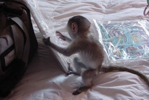 i have one female capuchin monkey for x mas adoption