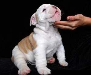 cute male and female english bulldog puppies for adoption text me at 605-644-5526