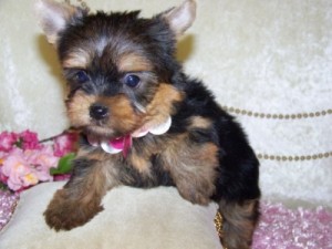 Affectionate male and female Yorkshire terrier puppies with pedigree