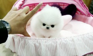 Cute Teacup Pomeranian Puppies For Re -Homing ,,,!!leave your cell phone number##