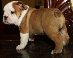 WE HAVE AN ADORABLE LITTER OF ENGLISH BULLDOG PUPPIES Contact: 7862246173