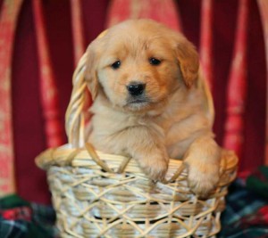 BESTEST GOLDEN RETREIVER PUPPIES READY FOR XMASS