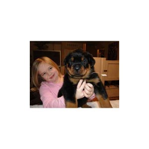 Charming Rottweiler  Puppies For Adoption