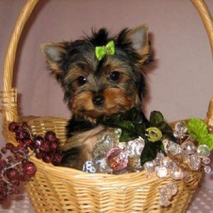 adorable Yorkie Puppies for xmass -text (256) 369-3813