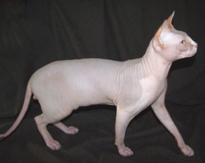 hairless   sphynx kittens for sale