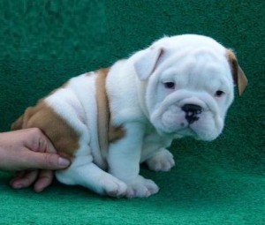 Super Champion Male &amp; Female English Bulldog Puppies