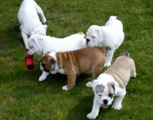 Adorable Wrinkly Bulldog babies!