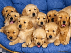 adorable golden retrievers puppies for adoption.