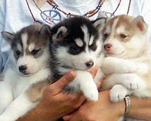 Home raised and potty trained Siberian Husky Puppies for X-mas