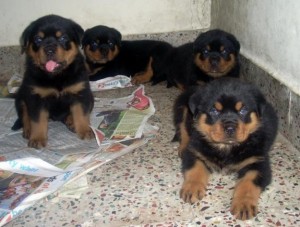 Chunky active rottweiler great puppies for sale