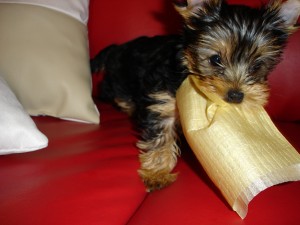 Gorgeous Lovely Tea Cup Yorkie Babies Ready For their new homes