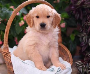 AKC Golden Retriever Christmas Puppies  For  Adoption(406)- 612-8323