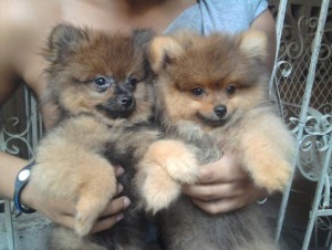 Elegant Pomeranian puppies ready for XMAS