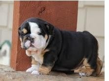 Vaccinated  English bulldog puppies for Excellent Home