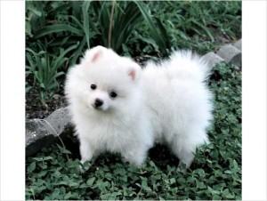 TEXT NOW AT (707) 685-844 Christmas ChiaPoms, Pomeranian Designer Puppies Taking Deposits