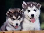 home raise siberian husky puppies for adoption