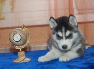 Friendly siberian husky Puppy For Re Homing.