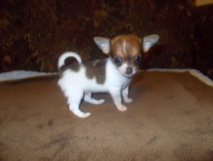 Well house train male &amp; female chihuahua