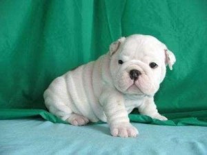 X-mass English bulldog puppies for adoption