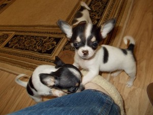 Baby chihuahua