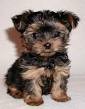 chrimas cute and loving yorkie puppies foradoption