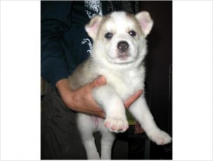 2 blue eyes Siberian husky puppies for re homing