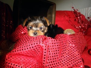 Wow Amazing 95 Male $95 ~Teacup and Tiny  ToyYorkie  Puppies For Adoption ~