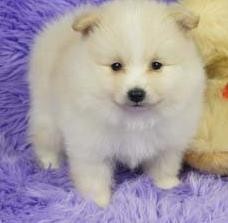 Pomeranian female and male puppies X Mass