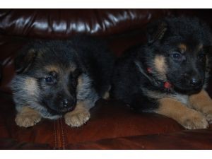 german sherpherd puppies