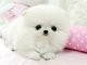 Magnificent Teacup Pomeranian  puppy for the best offer{contact with cell phone number####