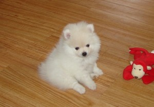 ........Cute Pomeranian puppies for Christmas.......