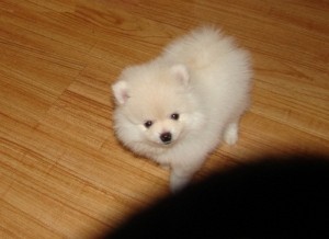 A KC Pomeranian puppies for christmas