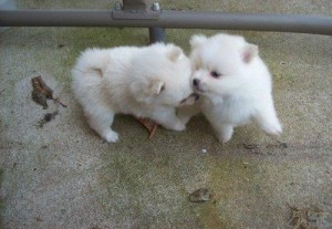 AKC Tcup  Pomeranian puppies for adoption