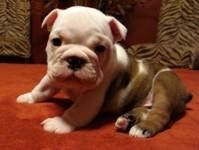 Affectionate English Bulldog Puppies