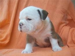 English bull dog puppies available