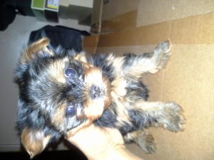 T cup Yorkies for sale