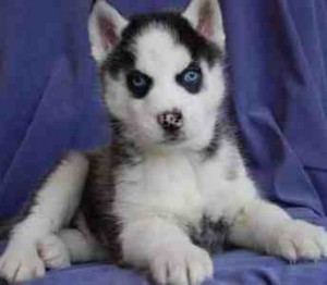 We have 6 beautiful Siberian Husky puppies ready for the holidays. 5 Female and 1 Male. Their fur colors vary from grey/white to