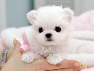 Gorgeous teacup maltese puppies