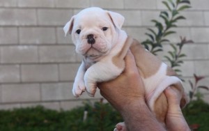 HEALTHY ENGLISH BULLDOG PUPPIES FOR ADOPTON Call or Text  405-548-5801